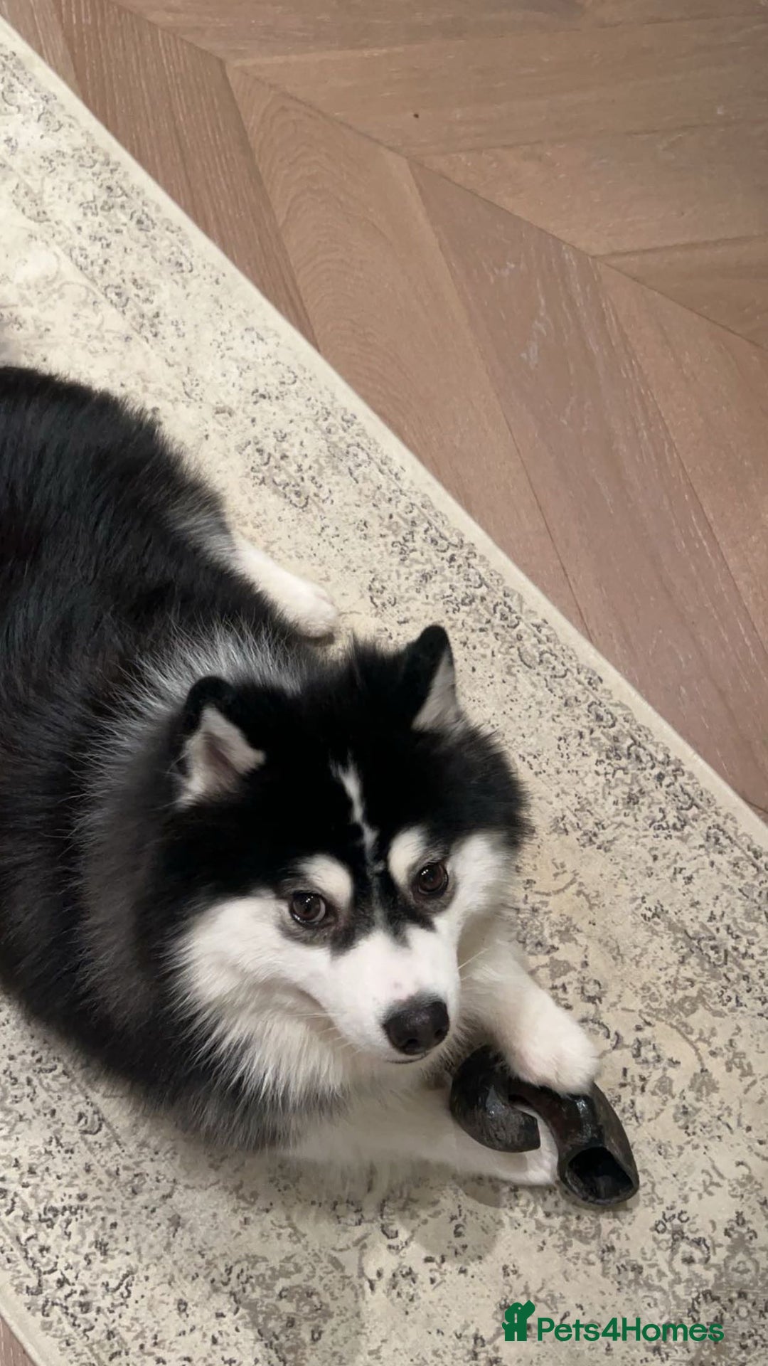 Pomsky dogs for sale: Pomsky up for adoption  - Advert 3