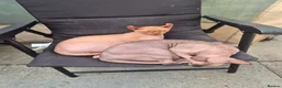 Sphynx cats for sale: A pair of sphynx - Advert 3