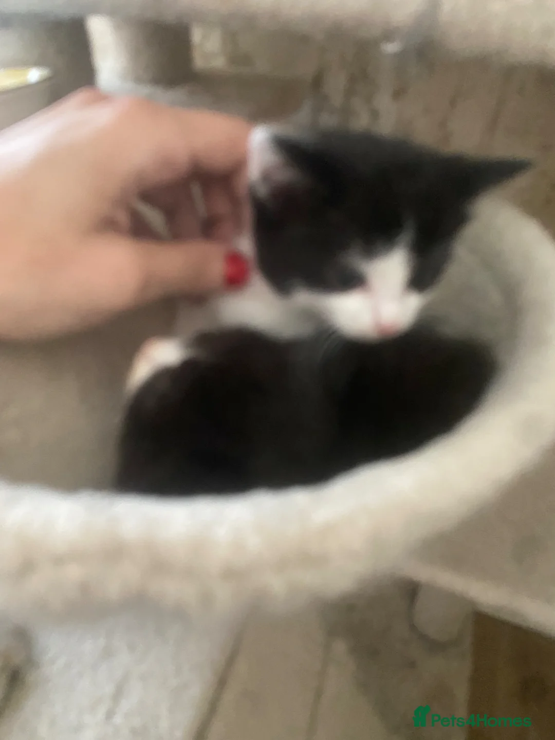 Ragdoll cats for sale: Beautiful ragdoll kittens - Advert 3