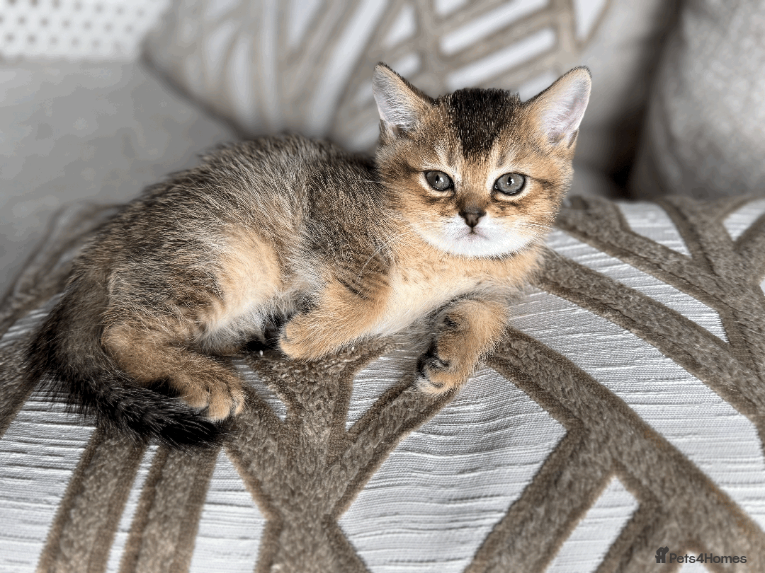 British Shorthair cats for sale: British shorthair - Image 7