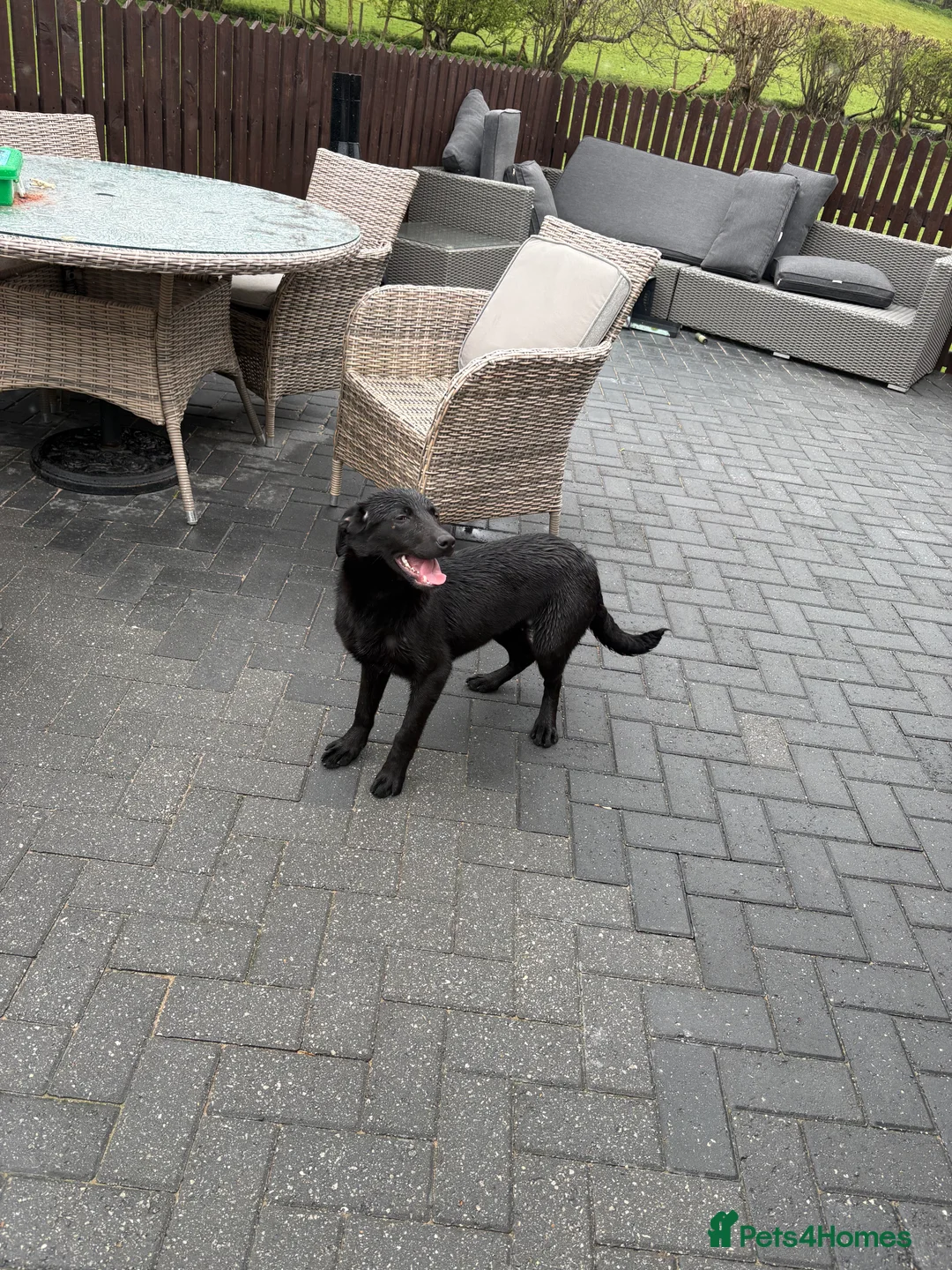 Sprollie dogs for sale: 7 month old sprollie - Advert 3