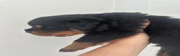 Rottweiler dogs for sale: OUTSTANDING QUALITY GERMAN ROTTWEILER PUPPIES  in Canvey Island - Advert 4