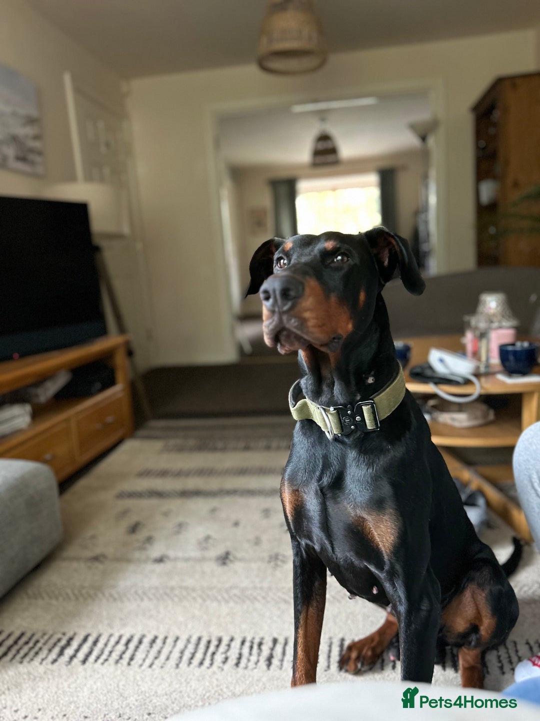 Dobermann dogs for sale: Young European Male Doberman  - Advert 4