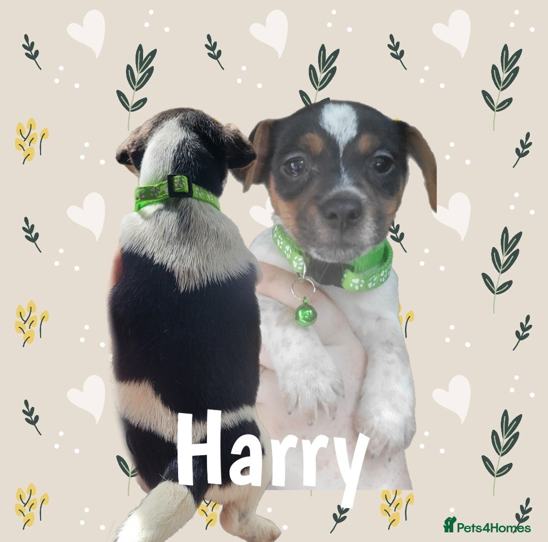 Jack Russell dogs for sale: minature jack russell puppies - Image 6