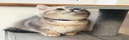 British Shorthair cats for sale: GCCF/TICA British Shorthair Kittens–Champion Lines - Advert 8