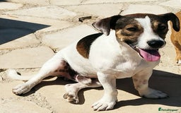 Jack Russell dogs for adoption: Vekku ,A Little Dog with a Big Heart ❤️  - Image 5
