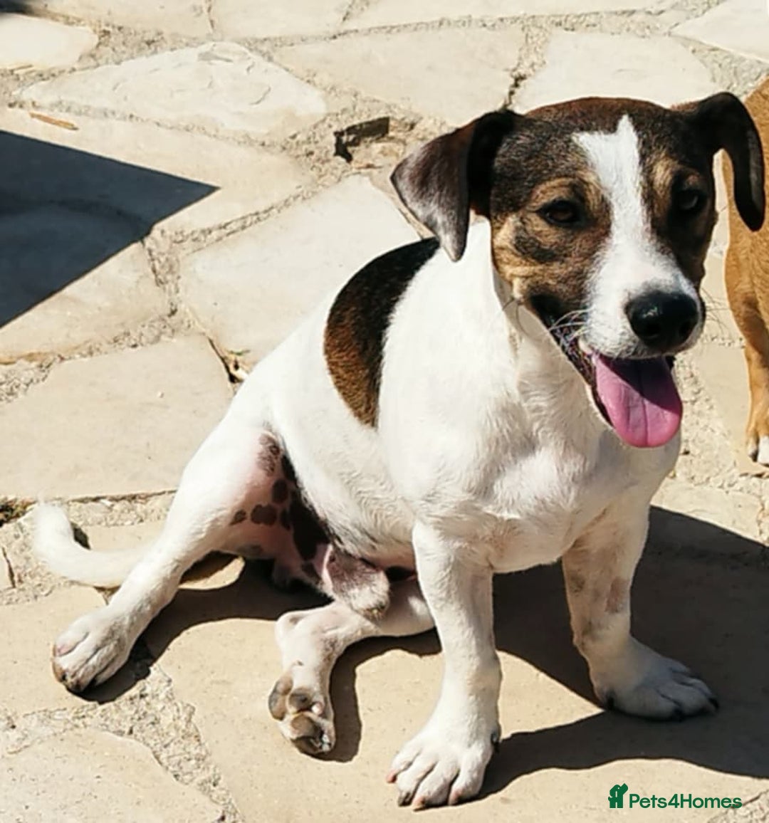 Jack Russell dogs for adoption: Vekku ,A Little Dog with a Big Heart ❤️  - Image 5