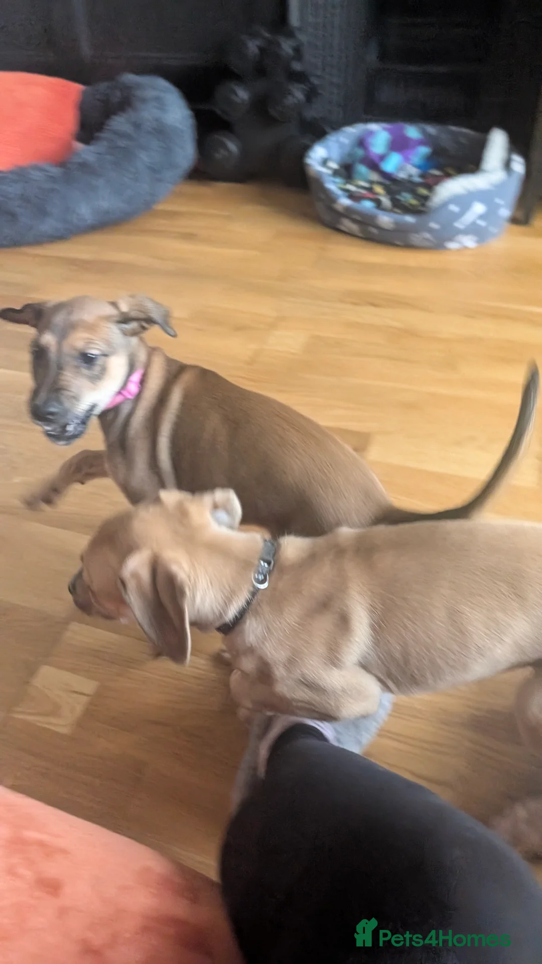 Mixed Breed dogs for sale: Lurcher  - Advert 4