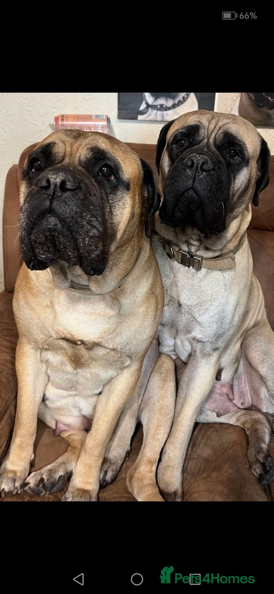 Bullmastiff dogs 🐾🐶KC BULLMASTIFF PUPPIES🐶🐾 - Advert 2
