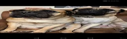 Bullmastiff dogs for sale: 🐾🐶KC BULLMASTIFF PUPPIES🐶🐾 in Wednesbury - Advert 1