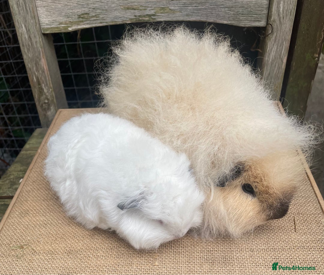 Guinea Pig rodents for sale: Baby Swiss teddy boars - Image 5