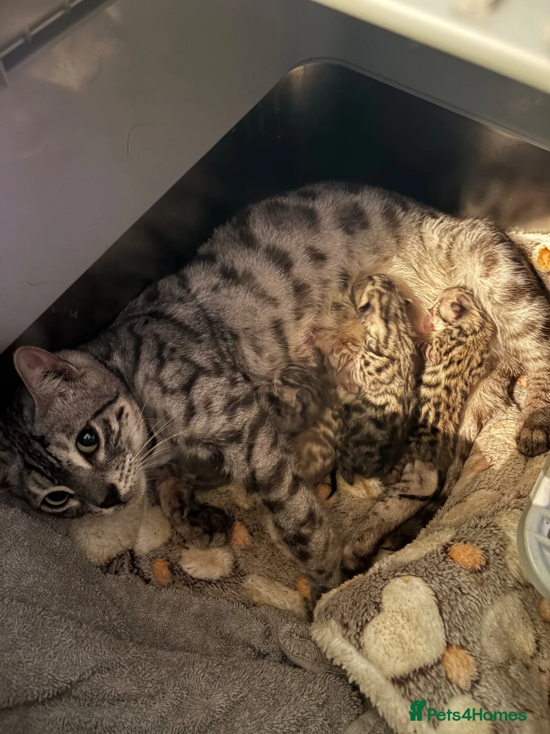 Bengal cats for sale: Charcoal bengal kittens registered.  - Advert 1