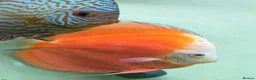 Discus fish for sale: Discus fish  - Advert 4