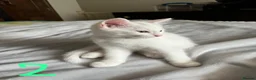 Mixed Breed cats for sale: 4 beautiful kittens 🐾 - Advert 14