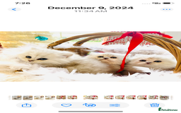 Persian cats for stud: ⭐️PERSIAN CHINCHILLA  PEDIGREE  STUD⭐️ in Gerrards Cross - Image 10