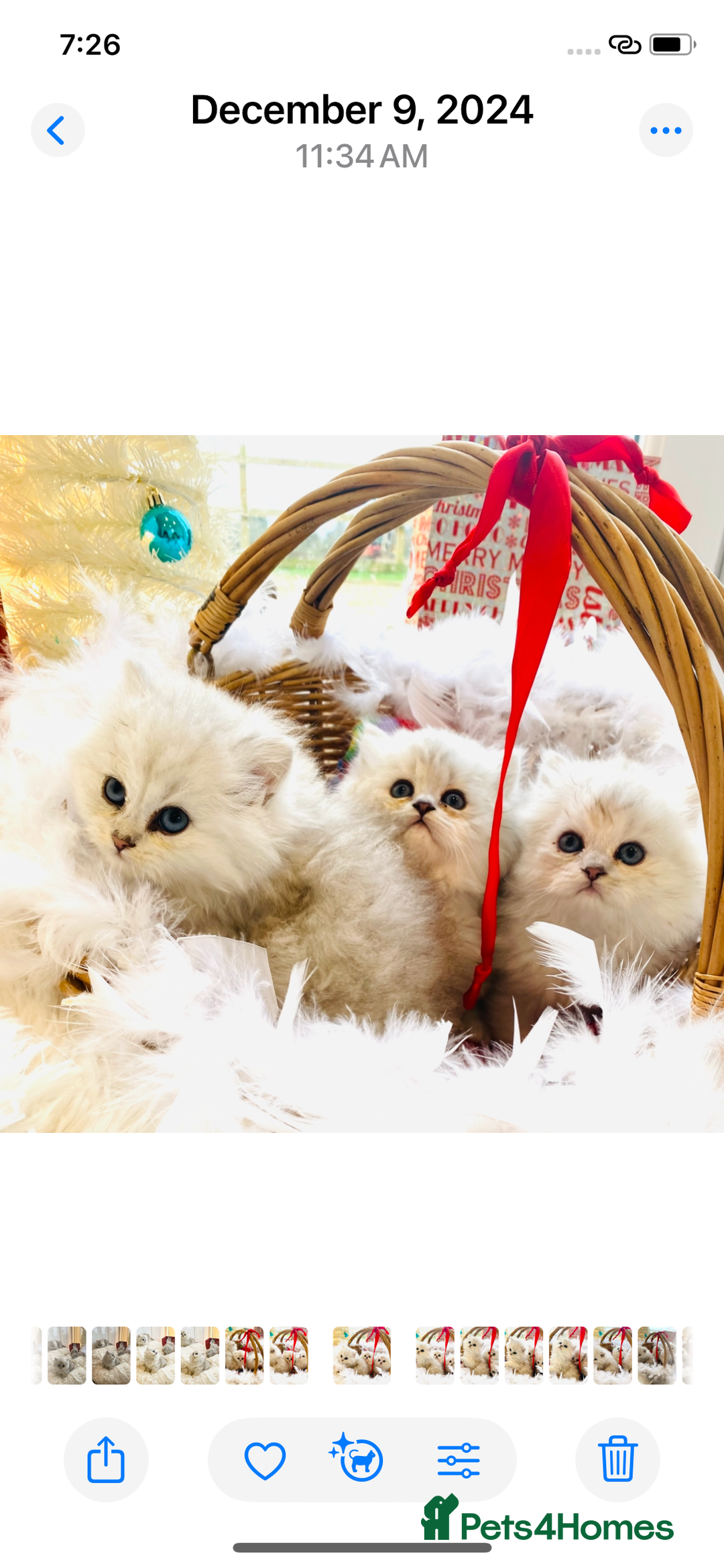 Persian cats for stud: ⭐️PERSIAN CHINCHILLA  PEDIGREE  STUD⭐️ in Gerrards Cross - Image 10