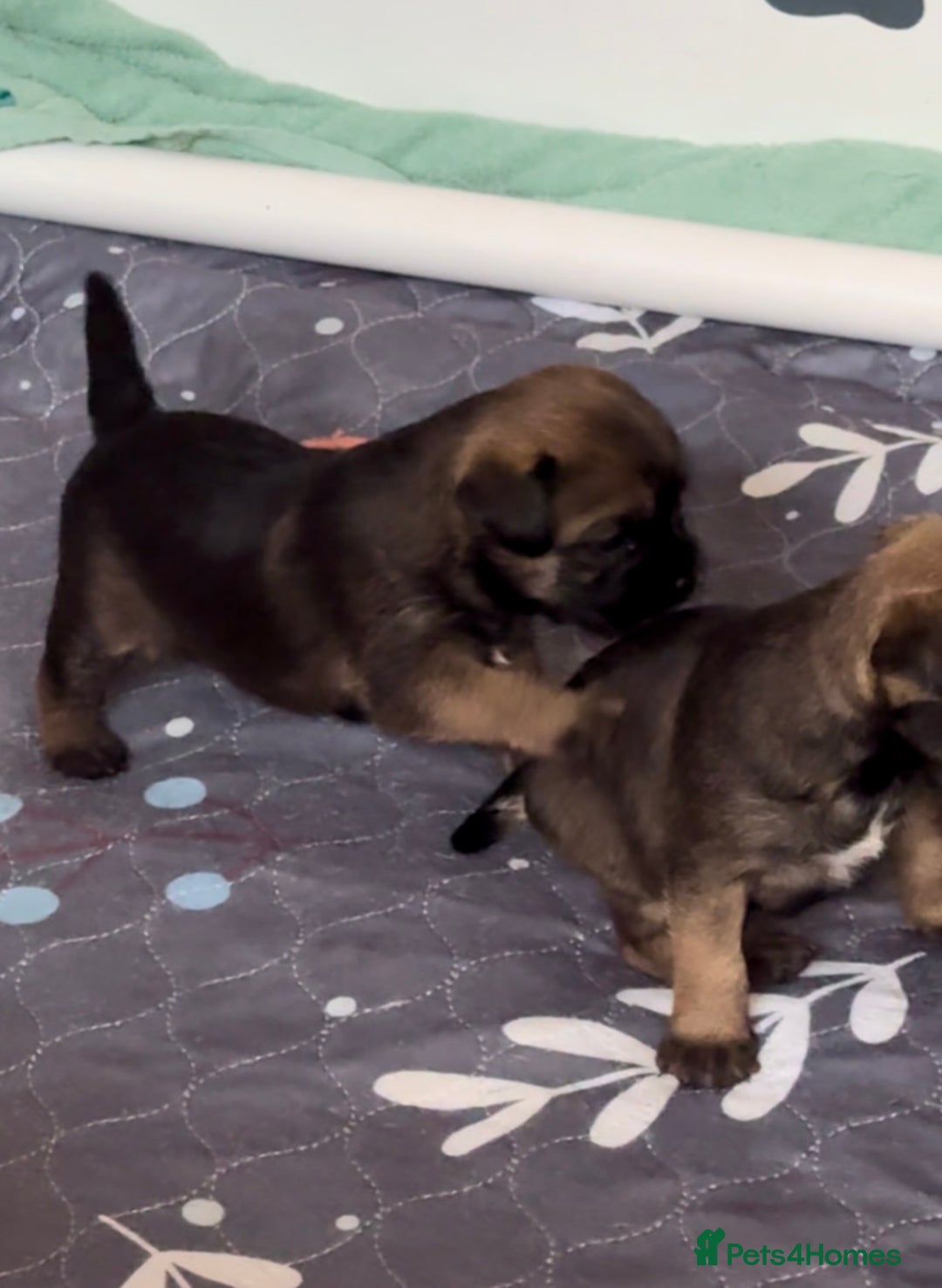 Border Terrier dogs for sale: Slem clear KC Registered  Border Terriers  - Image 13