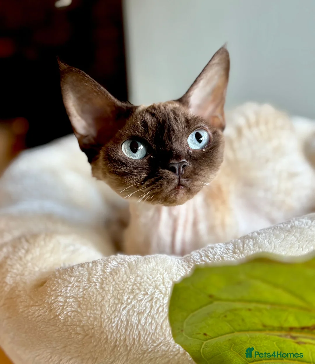 Devon Rex cats for sale: ❤️Devon rex kittens available 😻 - Advert 2