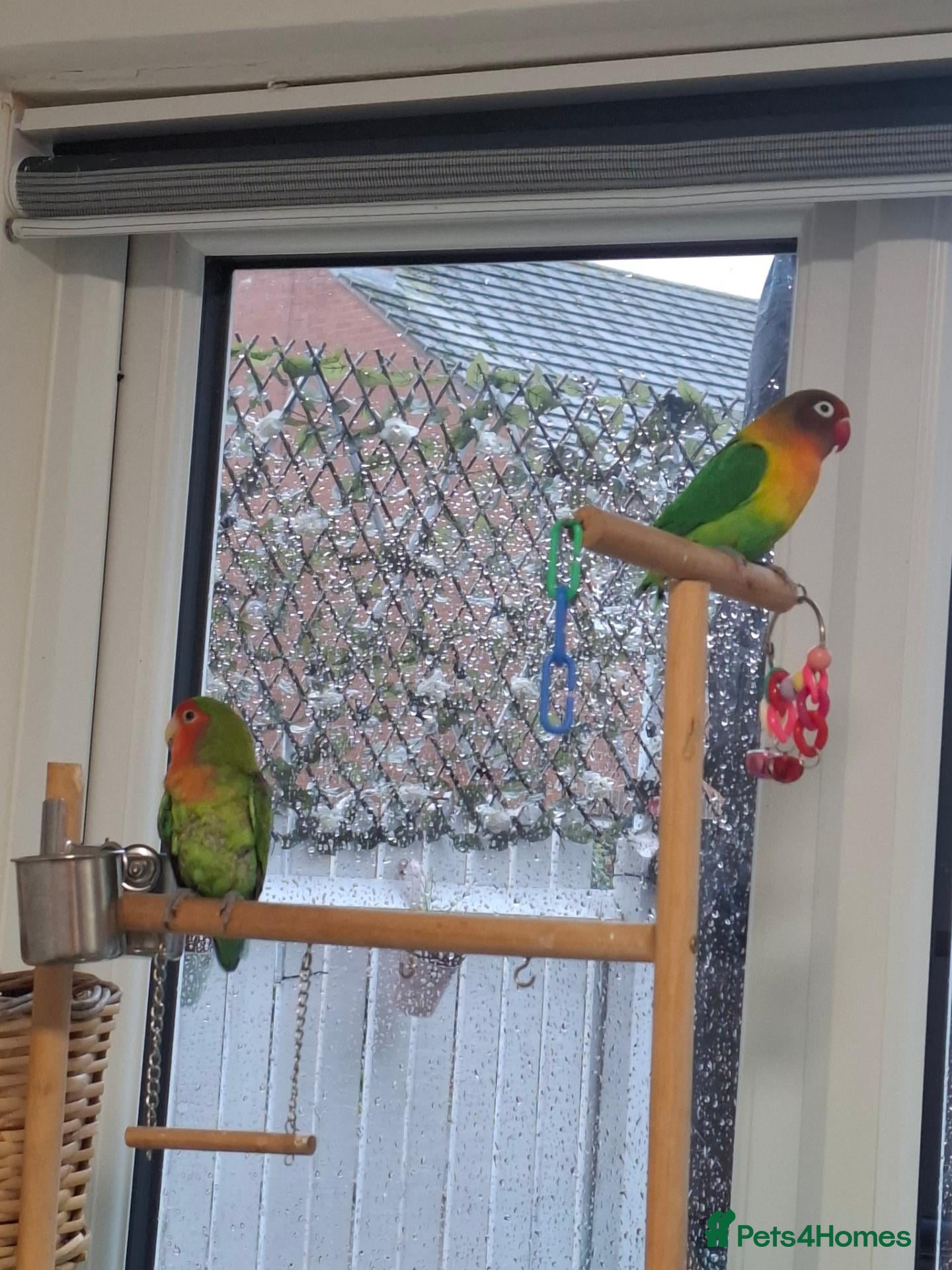 Lovebirds birds for sale: 2x bonded love birds - Advert 1