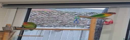 Lovebirds birds for sale: 2x bonded love birds in Nottingham - Advert 1