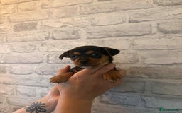 Jack Russell dogs for sale: Jack Russel puppies ready now! Dob is wrong - Image 13