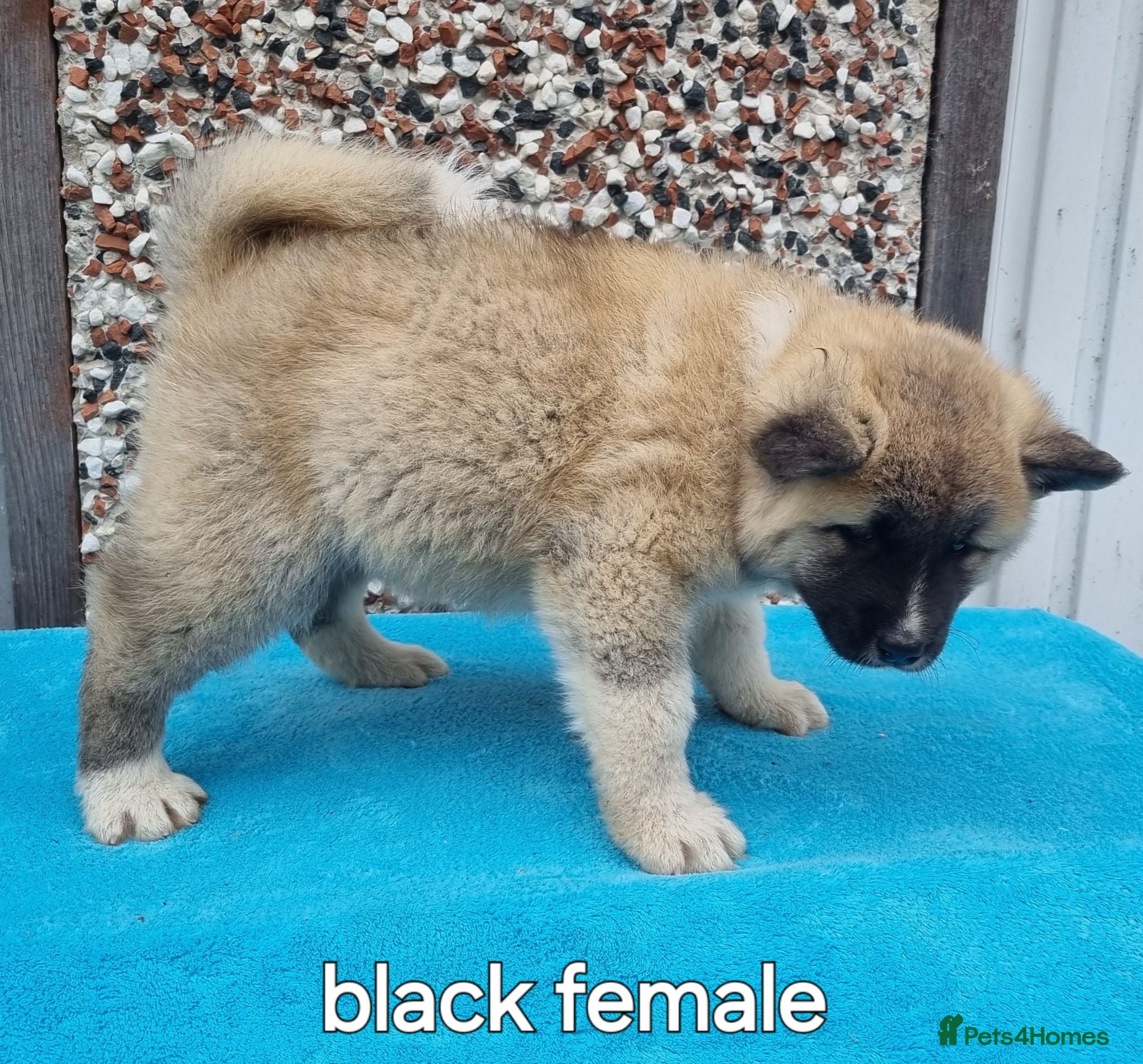 Akita dogs Akita pups - Advert 2