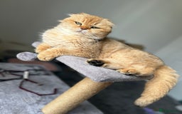 Scottish Fold cats for sale: Lovely Scottish fold female for rehoming - Image 2