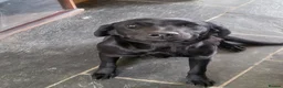 Labrador Retriever dogs for sale: Beautiful Part Trained Black Labrador - Advert 6