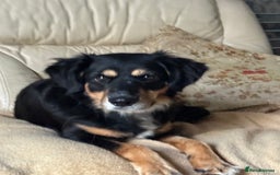 Mixed Breed dogs for adoption: Sweet Bubu Looking For Love  - Image 2