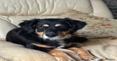 Mixed Breed dogs - Advert 2