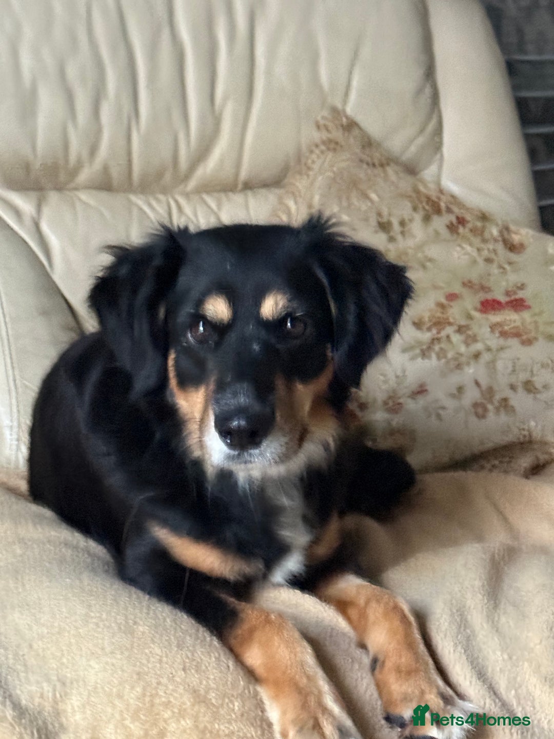 Mixed Breed dogs for adoption: Sweet Bubu Looking For Love  - Image 2