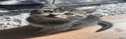 Exotic cats for sale: Exotic Persian shorthair - Advert 9