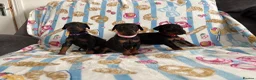 Dobermann dogs for sale: Kc reg Health tested parents Black and Tan girls  - Advert 8