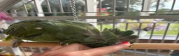 Parrots birds for sale: Beautiful orange winged Amozon  - Advert 3