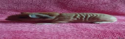 Guinea Pig rodents for sale: Skinny pigs with pedigrees. - Advert 6