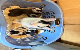 Domestic Shorthair cats for sale: F@rm Kittens - Image 2