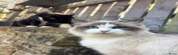 Ragdoll cats for sale: Female blue point ragdoll - Advert 2