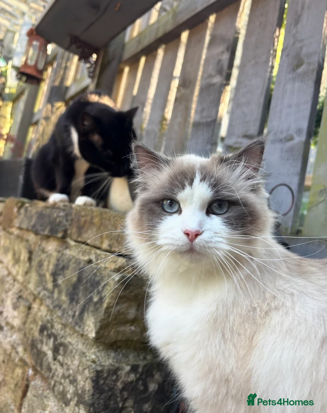 Ragdoll cats for sale: Female blue point ragdoll - Advert 2