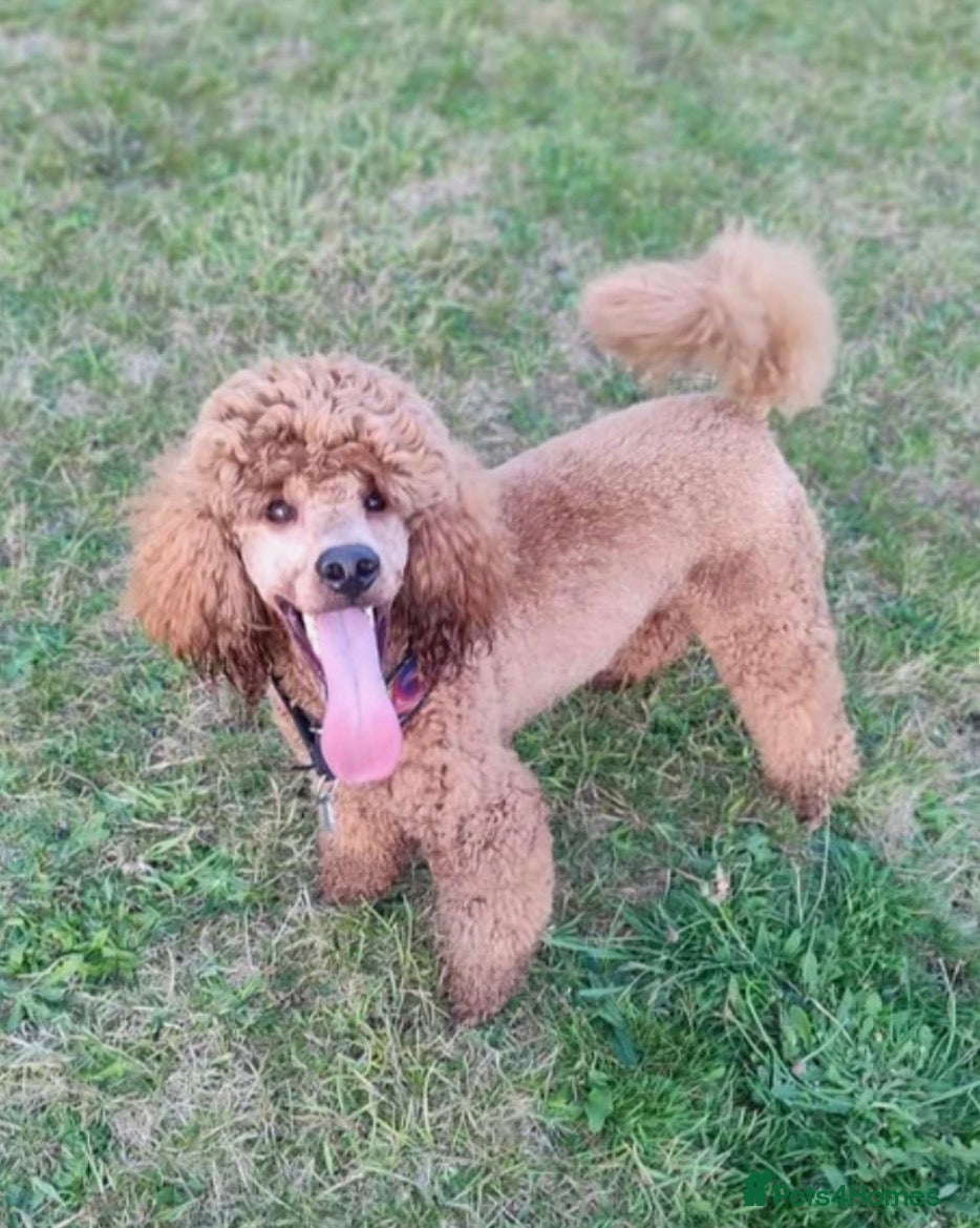 Hugo