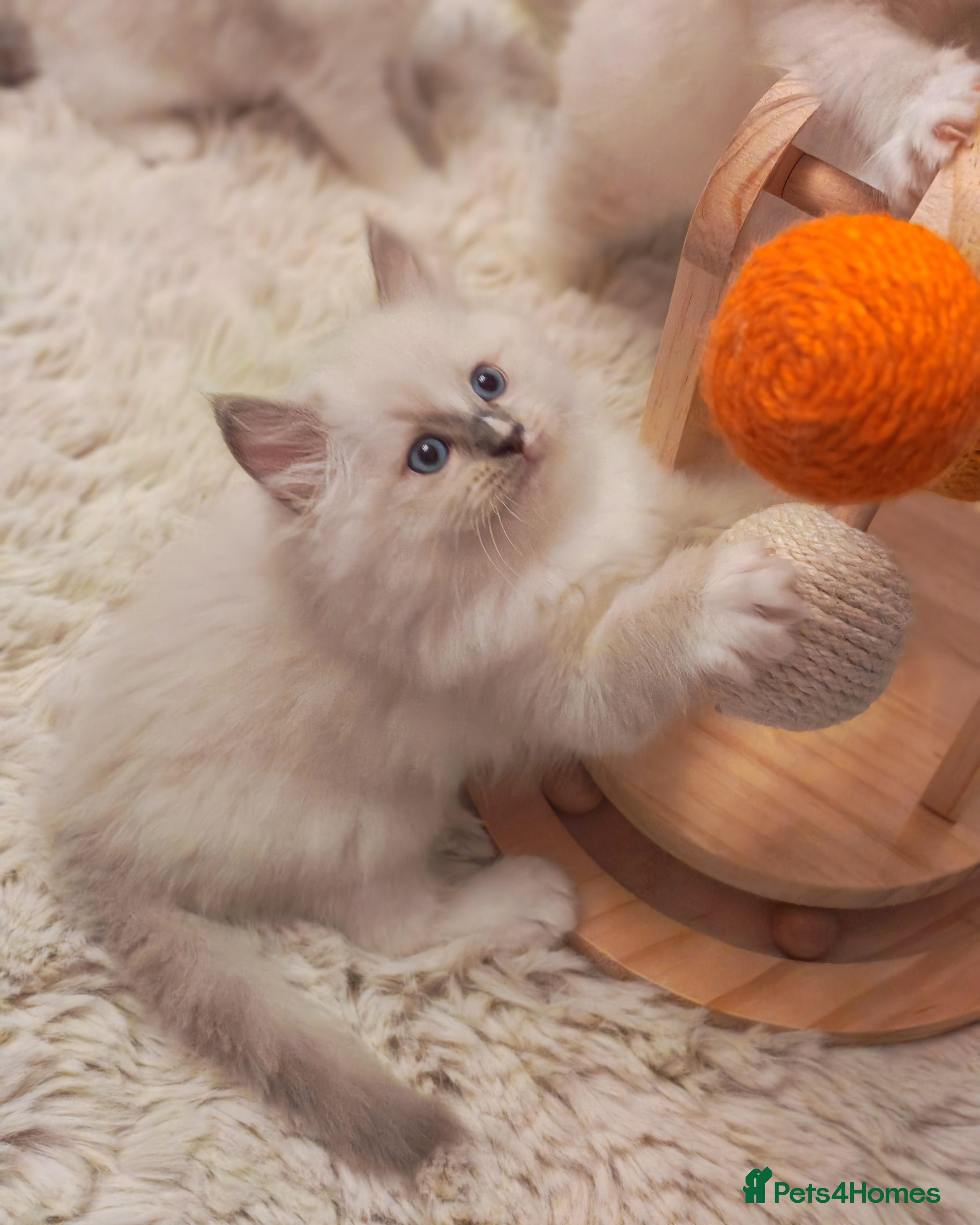 Ragdoll cats Beautiful Purebred Ragdoll Star-Quality Kittens - Advert 6