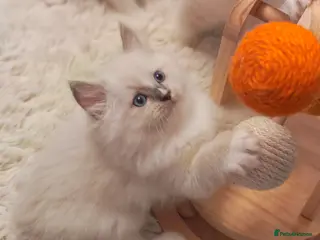 Ragdoll cats Beautiful Purebred Ragdoll Star-Quality Kittens - Advert 6