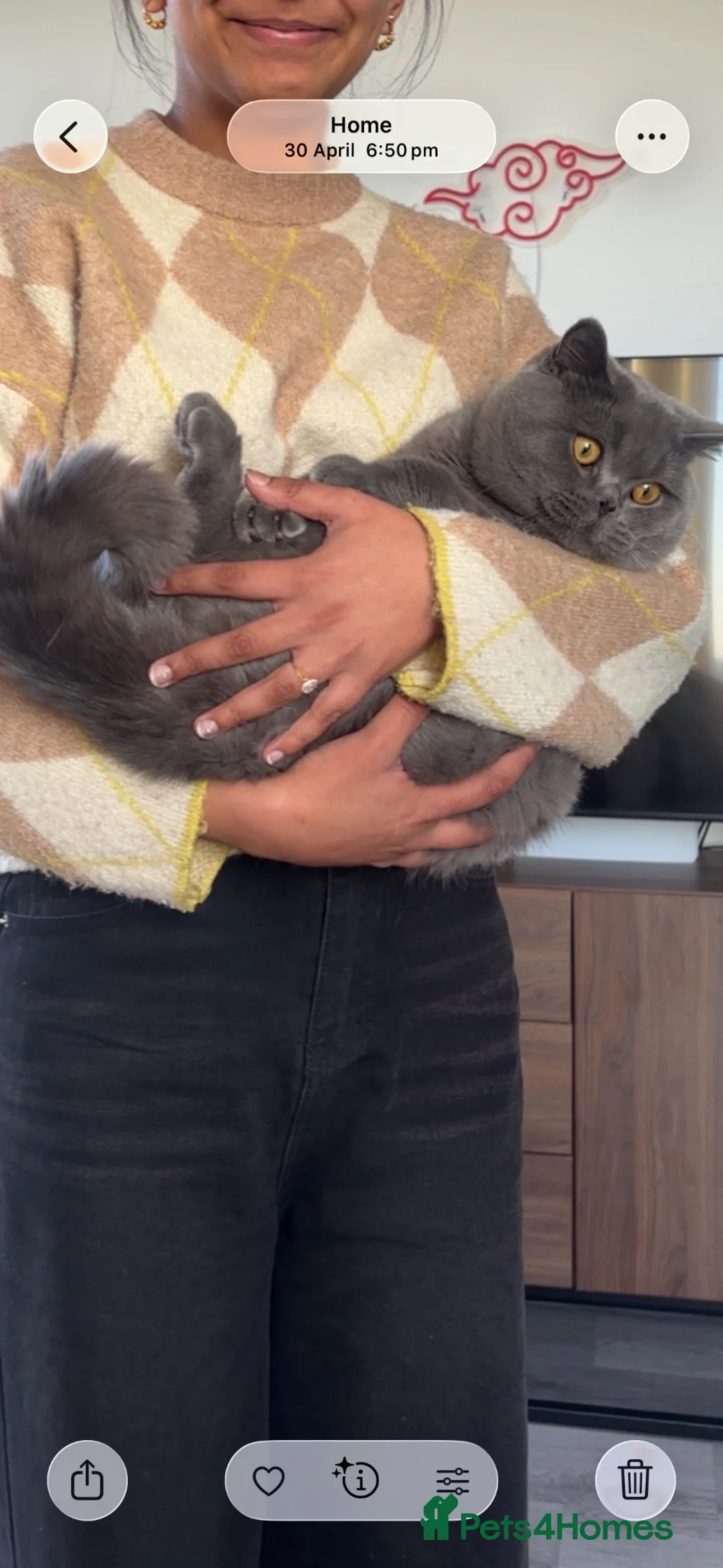 British Shorthair cats for sale: 1 year old BSH - Advert 2