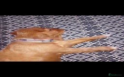 Cavalier King Charles Spaniel dogs for sale: Ruby boy 9 weeks old looking for forever home  - Advert 3