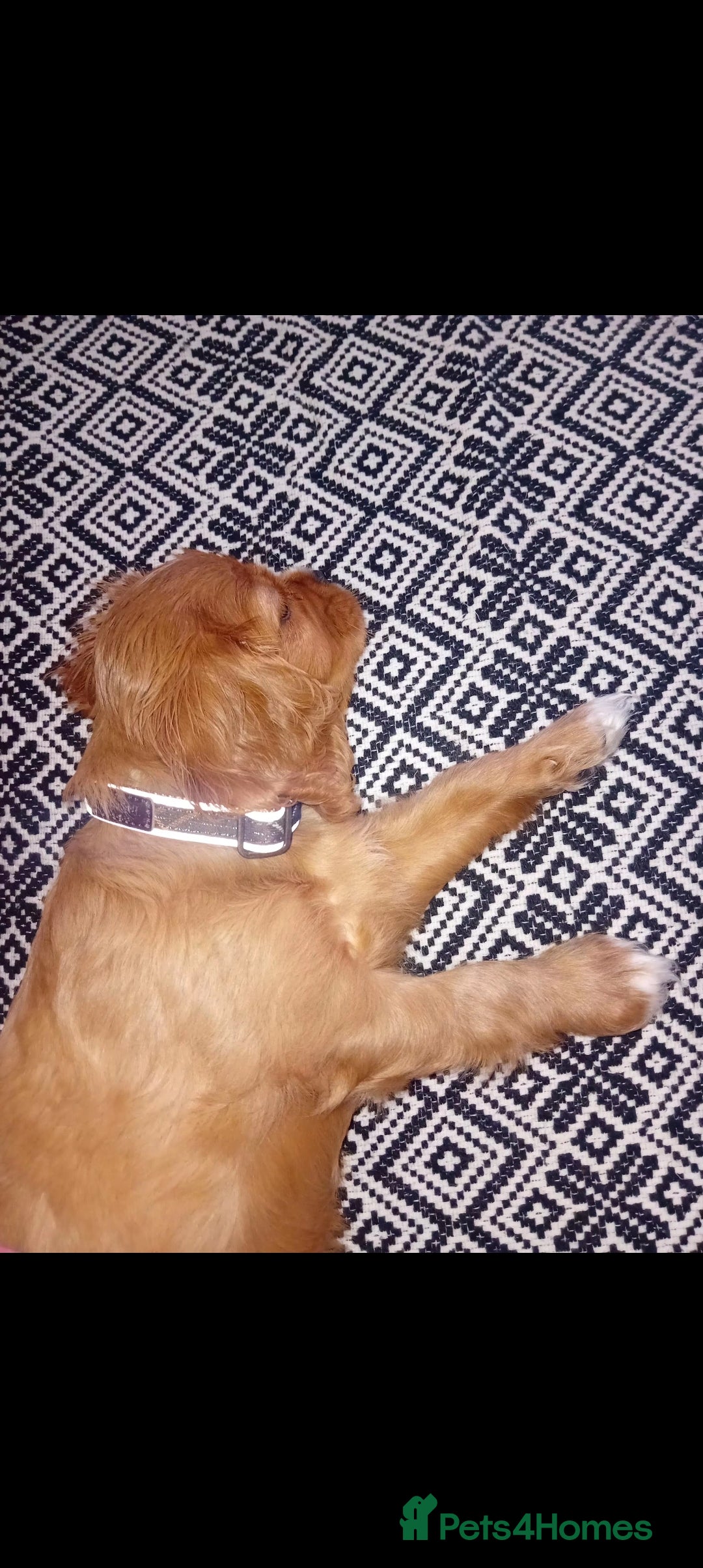 Cavalier King Charles Spaniel dogs for sale: Ruby boy 9 weeks old looking for forever home  - Advert 3