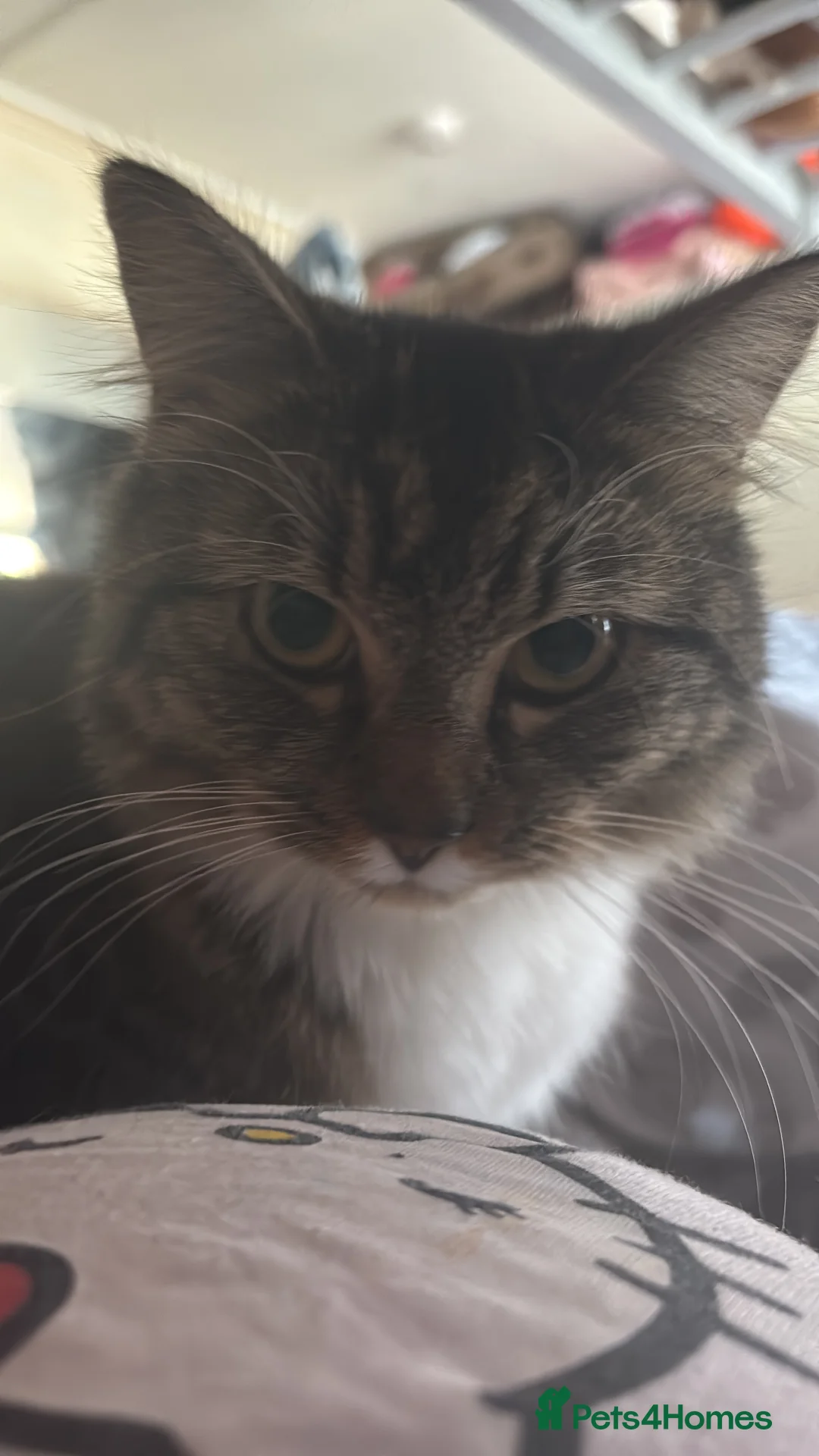 British Longhair cats for sale: Long hair tabby kittens ready to go - Advert 10