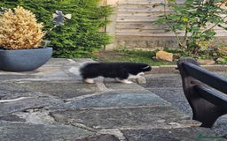 Pomsky dogs for sale: Pomsky puppies very small toy size F3  - Image 18