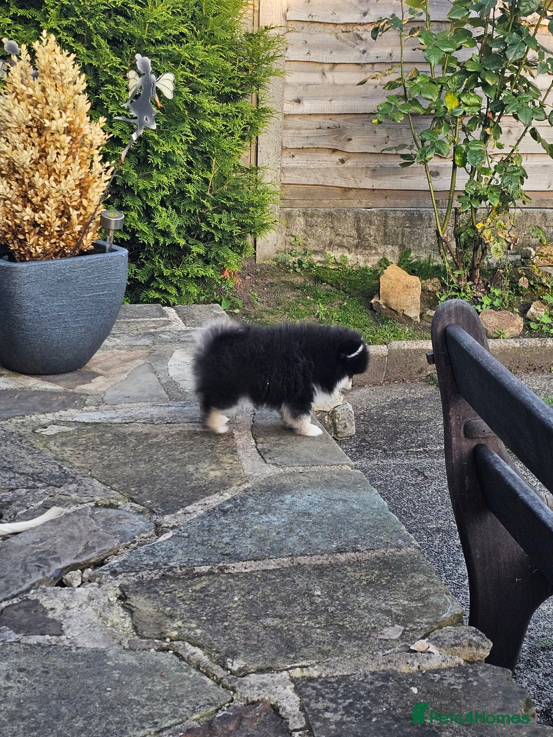 Pomsky dogs for sale: Pomsky puppies very small toy size F3  - Image 18
