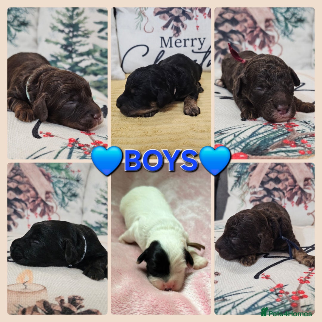 Cavapoo dogs for sale: STUNNING FULLY HEALTH TESTED F1B CAVAPOO  - Advert 11