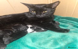 Mixed Breed cats for sale: Kittens ready now! Fully litter trained :)  - Image 1