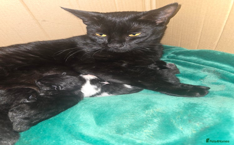 Mixed Breed cats - Advert 4